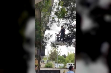 Ağaçta mahsur kalan kediyi itfaiye kurtardı 