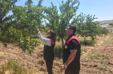 Ağın’da badem bahçelerine hastalık ve zararlı kontrolü 