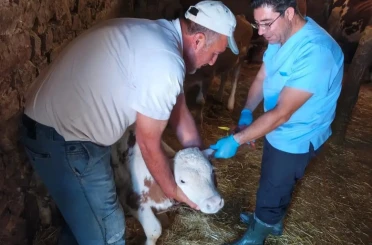 Ağın’da büyükbaş hayvanlarda aşılama ve küpeleme çalışması 