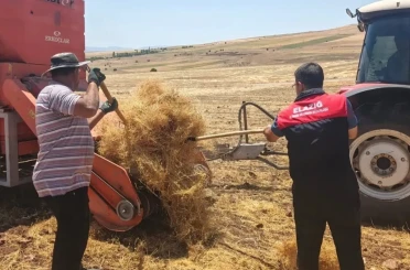 Ağın’da mercimek tohumluklarında hasat kontrolleri 