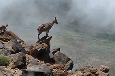 Ağrı Dağı’nda 4 bin rakımda dağ keçileri görüntülendi 