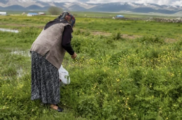 Ağrı’da asırlık gelenek: Şifalı otlar kış sofraları için hazırlanıyor 