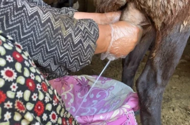 Ağrı’da koyun sütü ekonomiye kazandırılıyor 