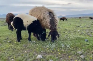 Ağrı’da küçükbaş hayvanlar meralara çıkarıldı 