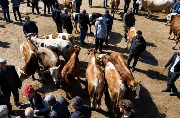 Ağrı’da kurban pazarı hareketlendi, sevkiyatlar arttı 