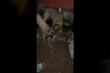 Ahıra girmeye çalışan kurdu kangallar telef etti 