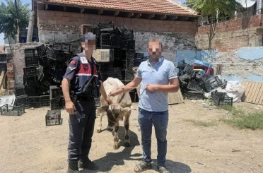 Ahırdan çalınan büyükbaş hayvan bulundu 