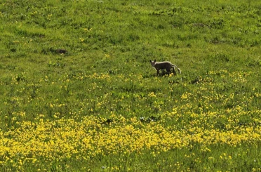 Ahlat kırsalında yiyecek arayan tilki görüntülendi 