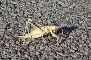 Ahlat’ta dev çekirgeler 