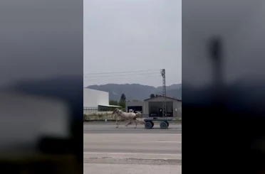 Akan trafikte panik anları: Kaçak at pistte yarışırcasına ilerledi 