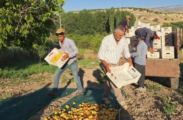 Akçadağ Ziraat Odası Başkanı İnal’dan kayısı fiyatları için TMO çağrısı 
