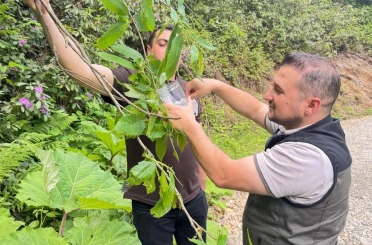 Akçakoca’da kestane gal arısına karşı biyolojik mücadele 