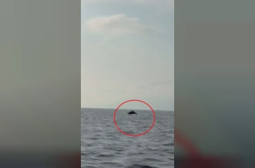 Akdeniz açıklarında balıkçı teknesini selamlayan yunuslar görüntülendi 