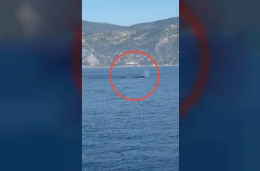 Akdeniz açıklarında görüntülenen balina heyecanlandırdı 