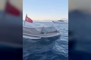 Akdeniz Foku’nun motoryat keyfi 