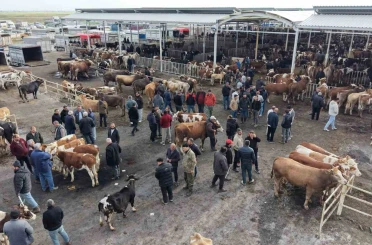 Aksaray’da hayvan pazarında kurban hareketliliği yaşanıyor 