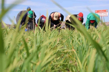 Aksaray’da yağmur yağışları tarımsal üretime can suyu oldu 