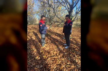 Akşehir kirazında saha incelemeleri devam ediyor 