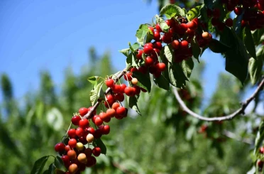 Akşehir’de "Kiraz Hasat Şenliği" coşkusu 