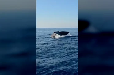 Alanya açıklarında balina heyecanı kamerada 