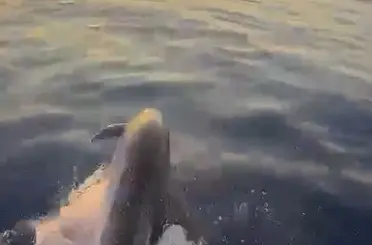 Alanya açıklarında yunusların şovu turistleri mest etti
