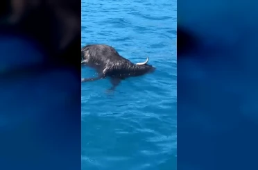 Alanya Kalesi açıklarında denizde ölü keçi bulundu 