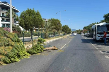 Alanya’da alkollü sürücünün kullandığı midibüs refüjü aşıp karşı şeride geçti 