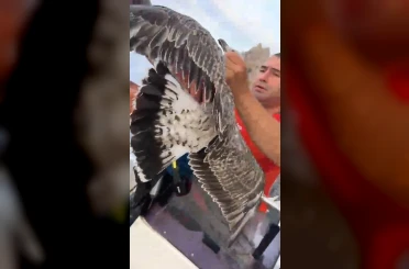 Alanya’da ayaklarına misina dolanan martıyı amatör balıkçılar kurtardı 