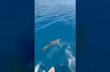 Alanya’da yunusların gösterisi turistleri hayran bıraktı 
