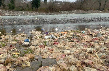 Alaplı’da çay yatağında onlarca tavuk ölüsü bulundu 