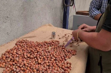 Alaplı’da fındık hasat tarihleri belli oldu 