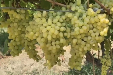 Alaşehir’de çiftçilere son uyarı 