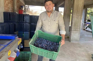 Alaşehir’de zeytinde rekolte düşük, kalite yüksek 
