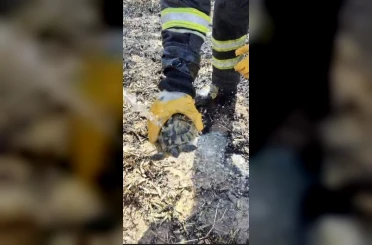 Alevler arasında kalan kaplumbağayı itfaiye ekipleri suyla serinletti 