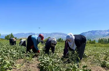 Alın teri 40 derecede toprağa karışıyor
