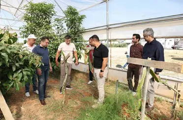 ALKÜ serasında ilk mango hasadı yapıldı

