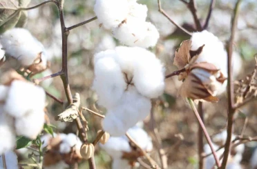 Amik Ovası’nda beyaz altın pamukta 140 bin ton rekolte bekleniyor 