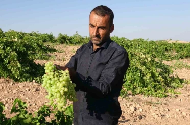 Anadolu’nun Unutulan Lezzeti "tahannebi" üzümü Malatya’da yeniden ekonomiye kazandırılıyor 