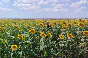Anıza ayçiçeği ekimi yapan çiftçi kazanıyor 