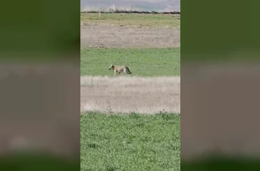 Ankara’da aç kalan kurtlar tarlalara indi 