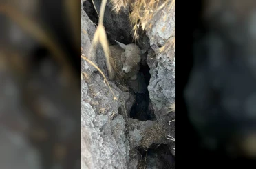 Ankara’da hayvan sürüsü oluşan obruğa düştü 