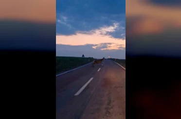 Ankara’da yaban geyiği sürüsü görüldü 