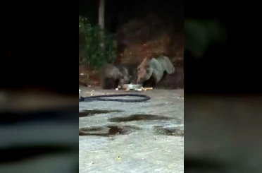 Anne ayı yavrularını da alıp geldi, karnını doyurdu 