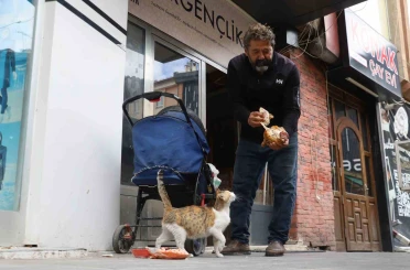 Anne kedinin ölen yavrusunun yaşaması için verdiği çaba duygulandırdı 
