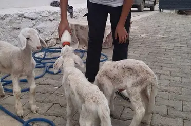 Anne sütünün yetmediği sevimli kuzular biberonla besleniyor
