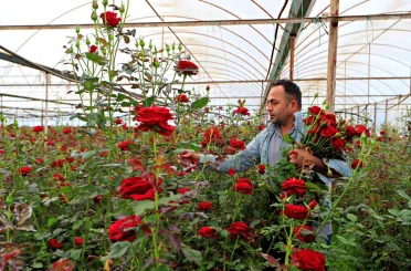 Anneler günü fırsatçıları iş başında: Üreticiden 20 TL’ye çıkan gül annelere 150 -200 TL’ye ulaşıyor 