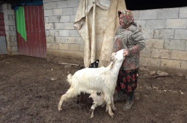 Annesinin kabul etmediği kuzuyu keçiler sahiplendi 