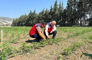 Antakya’da sebze üreticisiyle sahada istişare edildi 