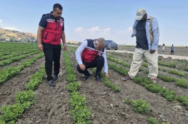 Antakya’da yer fıstığı üretimi yapılan araziler incelendi 