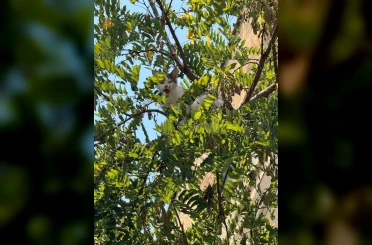 Antalya’da ağaçtan inemeyen kedi vinç yardımıyla kurtarıldı 